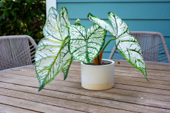 Details-1175-Bright-Ct-75-CMG